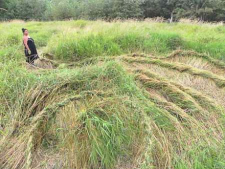 Smoke Farm, Site Specific Art, Braided Grass, LoFi Arts Festival