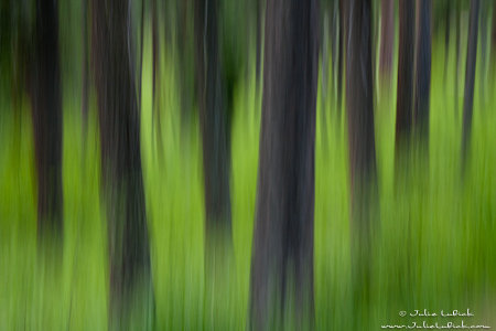 Forest Abstract