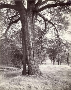 Boy in Tree