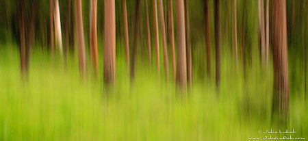 Forest Abstract