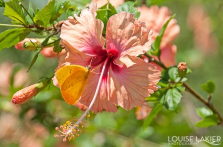 Butterflies visit the flower garden at a modern home overlooking the isletas in Granada, Nicaragua