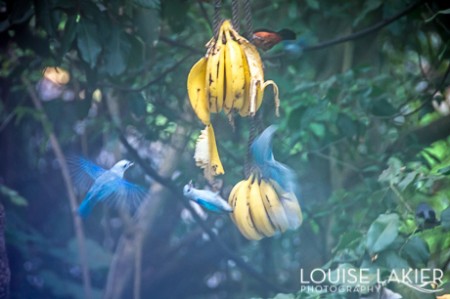 Birds feast on a bunch of bananas outside La Estancia bed and breakfast in Panama City