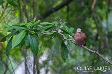 A dove watches from a tree branch on Cerro Ancon, Panama City