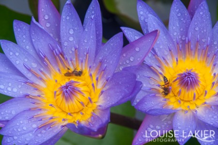 Purple Lily with Bees