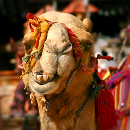 Camel in Israel