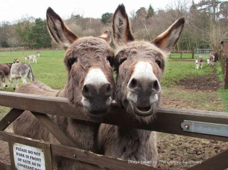 Two Donkeys at The Donkey Sanctuary