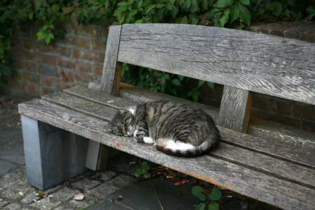 Cat sleeping on bench centered in frame.