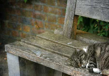 Cat Sleeping on bench to the right side of frame.