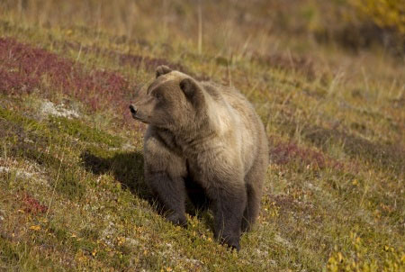 Denali Park Bear