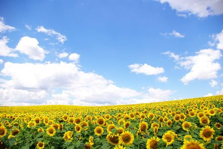 Sunflowers in North Dakota