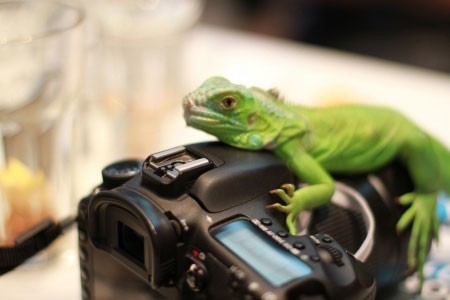 Lizard on Camera