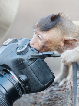 Monkey Eating Camera