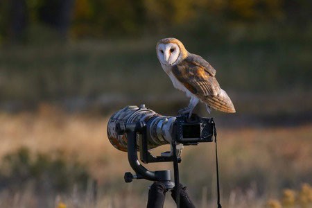 Owl On Camera