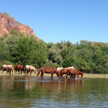 Wild Horses