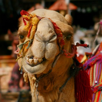 Camel Face