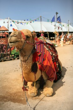 Pretty Camel