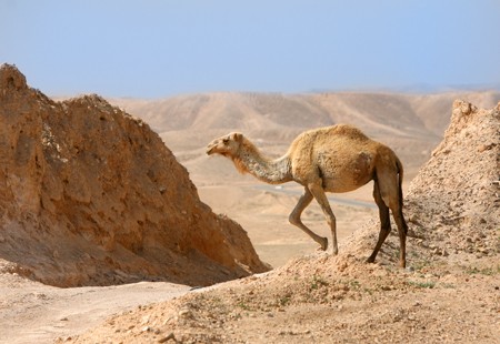 Wild Camel