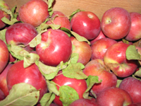 Macintosh apples