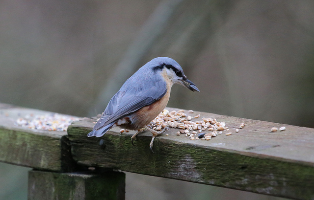 Nuthatch eating sunflower seeds.