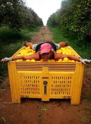 The Little Backpacker fruit picking in Australia