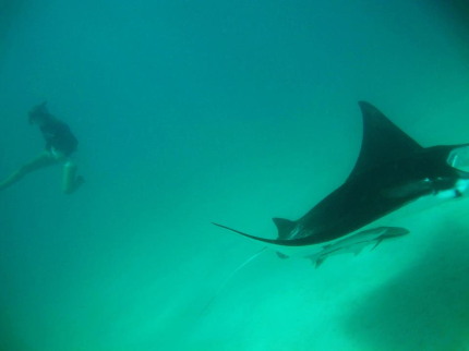 Manta Rays Ningaloo Reef Australia