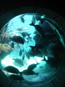 The underworld beauty of the Atlantis Aquariums, Atlantis Paradise Island, Bahamas