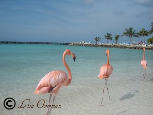 Flamingo Beach, Aruba