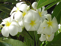 Plumeria Flowers in the Hawaiian Islands