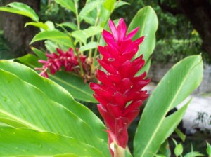 A Ginger Flower at The St Kitts Marriott Resort