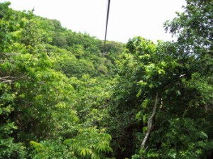 View from the zipline on St Kitts