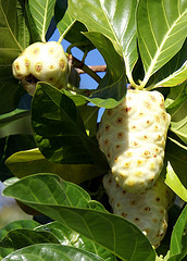 Noni Fruit