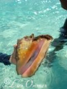 A Conch that Reggie pointed out and showed us.
