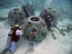 Reef Ball Installation