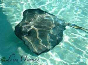 A Female Sting Ray at Sting Ray City Sand Bar.