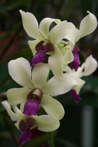 Gawjus orchid