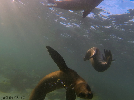 Sea Lions Underwater Photos Galapagos Islands
