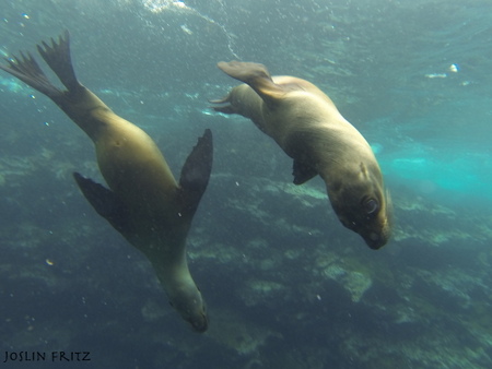 Sea Lions in the Galapagos Islands