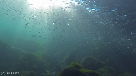 Underwater Photos in Galapagos Islands