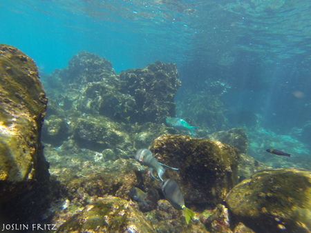 Galapagos Underwater Photos GoPro HERO 3