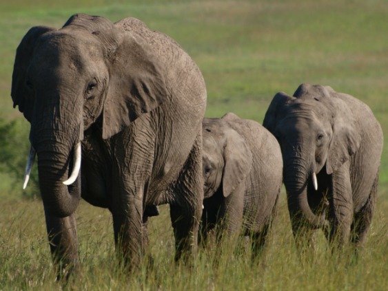 Elephant on Safari
