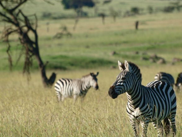 Zebra on Safari