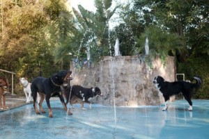 Pets Playing In Fountain