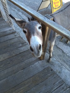 Burro Wanting Food