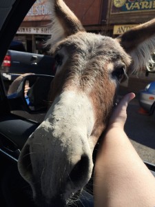 Oatman AZ Burros