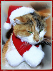 Christmas_Cat