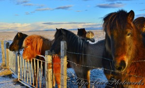 Icelandic Horses