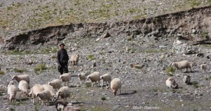 Shepherd man