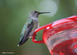 Mr. Hummer