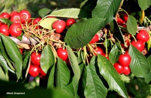 Oodles of cherries