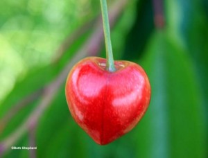 heart-shaped cherry